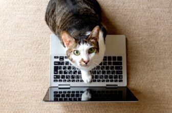 The Best YouTube Channels for Your Cat