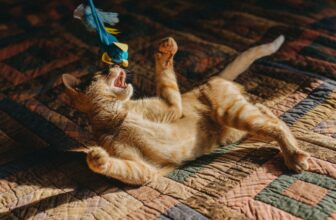 The Best Cat Toys, Litter Boxes, and Other Supplies for Your Furry Friend (2024)